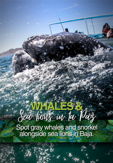 Gray Whale Tour
